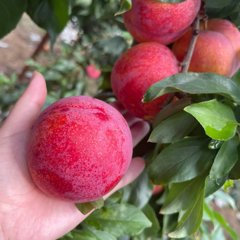Dahongpao Plum Seeds
