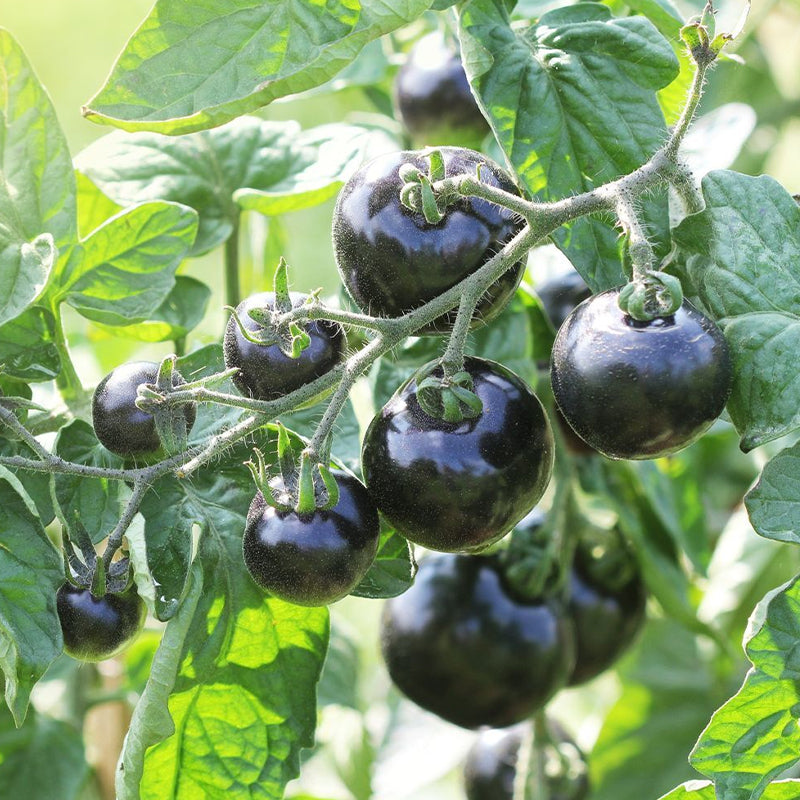 Rare Pruple Tomato Seeds No-Gmo