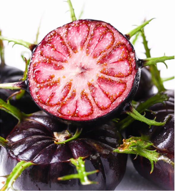 Red Fruit Ginseng Seeds-Spider Fruit