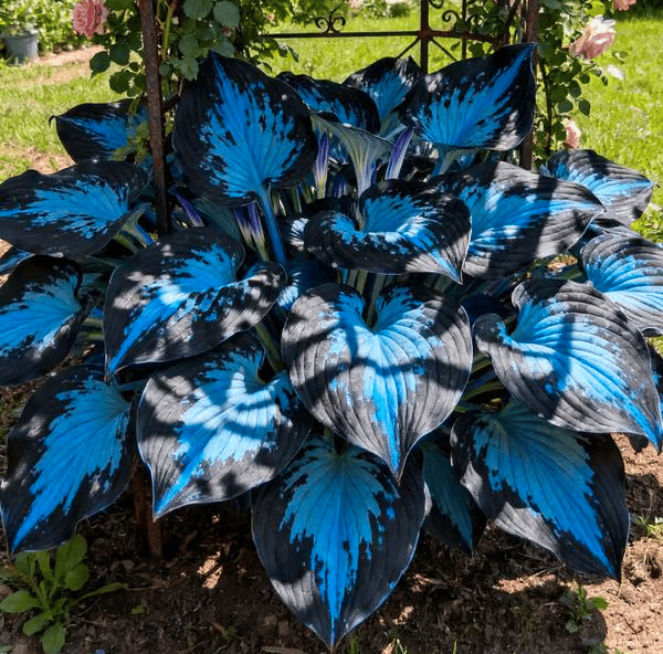 🔥 Last day clearance 🔥 Premium Rare Hosta Seeds🌿 Shade-Tolerant Plant