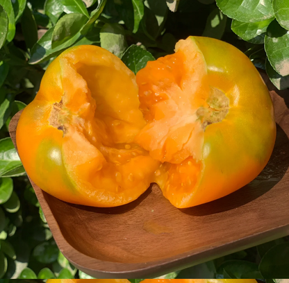 Yellow Persimmon Seeds