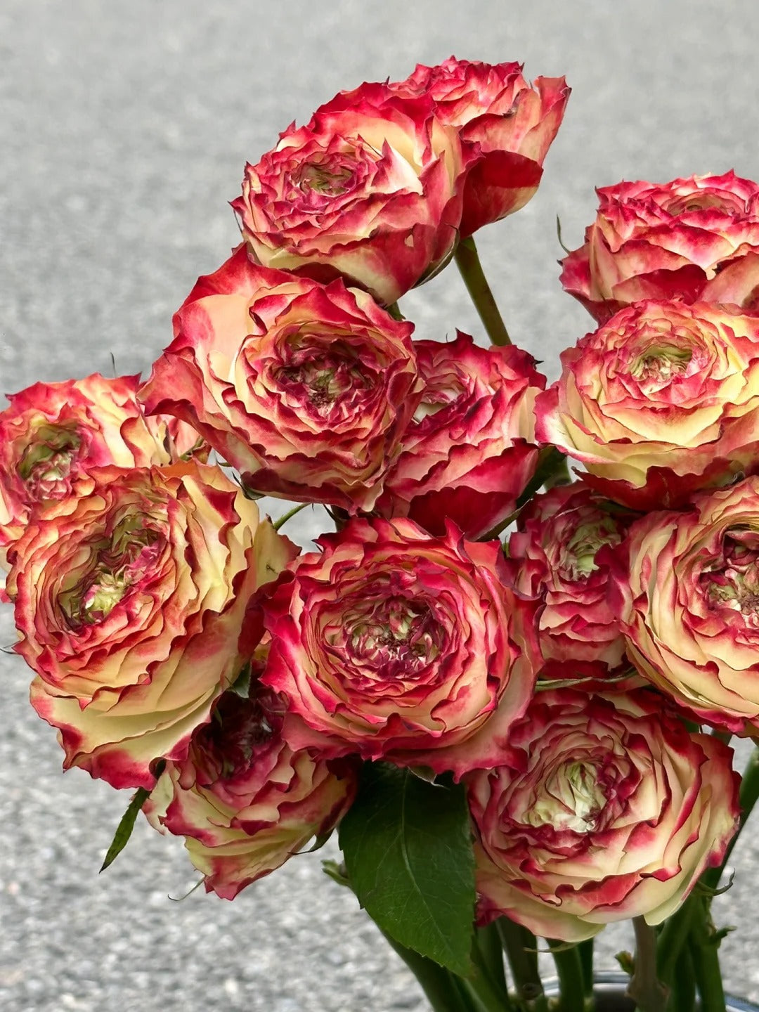 Rare Multi-color Roses-Apple Jack Seeds