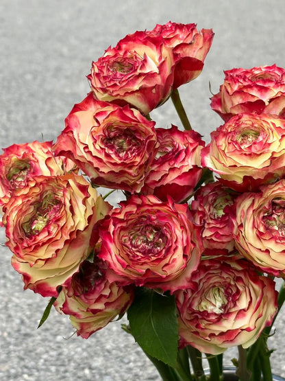 Rare Multi-color Roses-Apple Jack Seeds