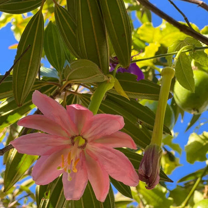 Passiflora Seeds - Banana Passion Fruit