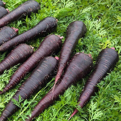 Carrot Deep Purple F1