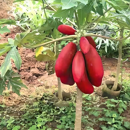 Organic Papaya Tree Seeds Heirloom Edible