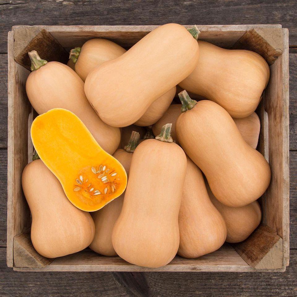 Squash Organic Seed