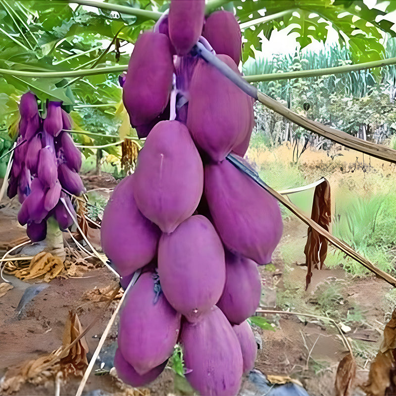 Organic Papaya Tree Seeds Heirloom Edible
