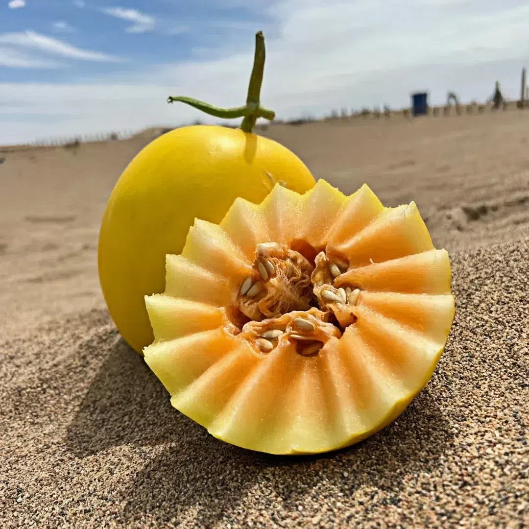 🍈Yellow River Honey Melon