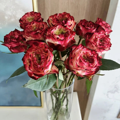 Rare Multi-color Roses-Apple Jack Seeds