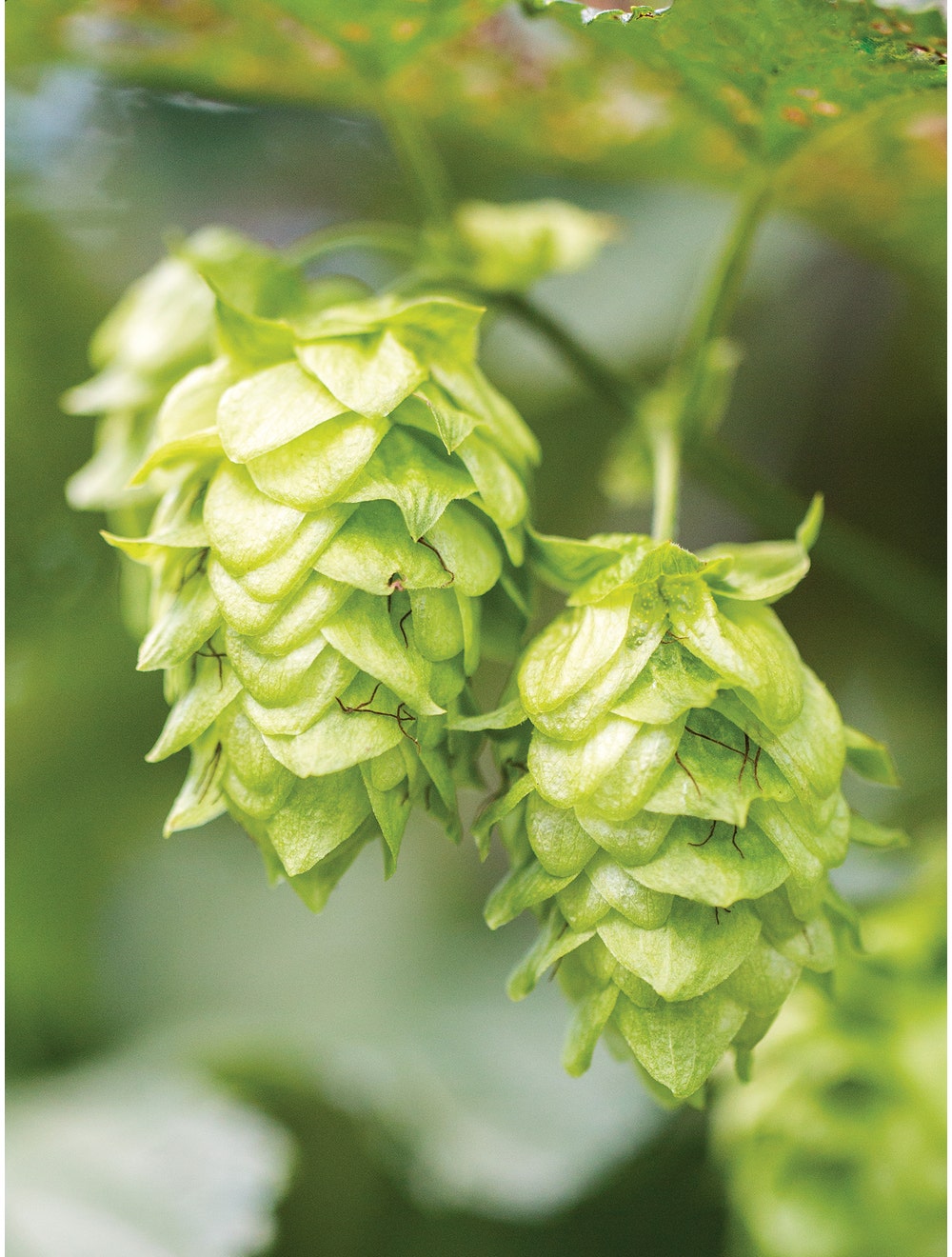 Hops, Mt. Hood