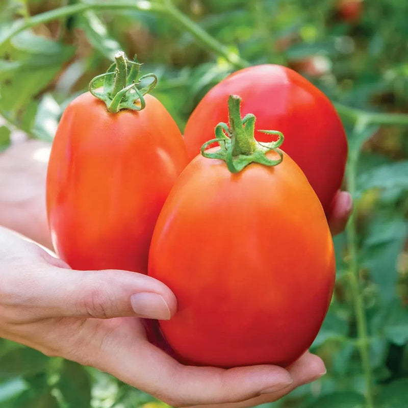 Giant Cherry Tomatoes