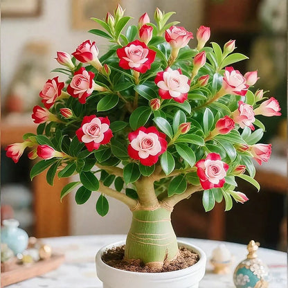 🔥Limited Sale 49% OFF!! - 🌵🌺Desert Rose Bulbs