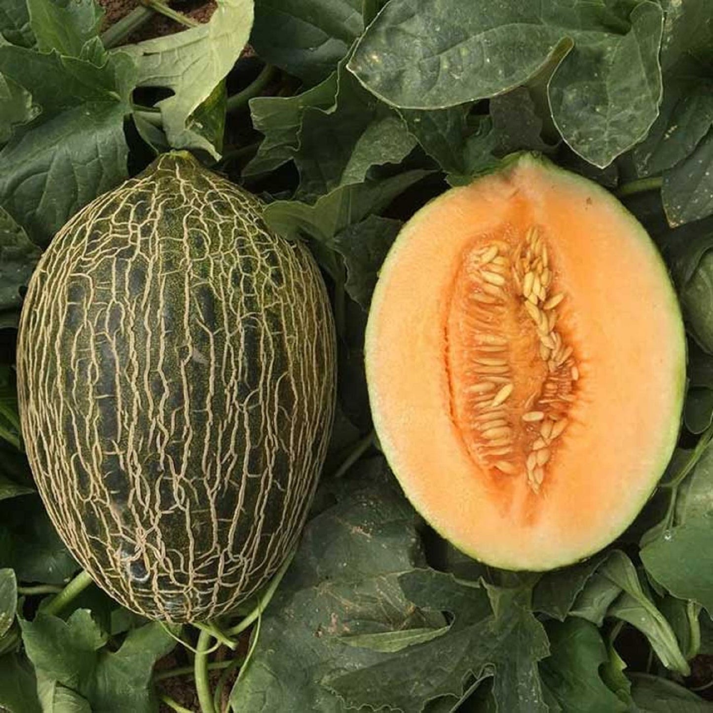 Piel De Sapo Melon