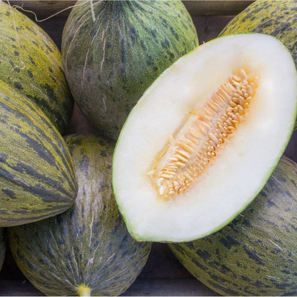 Piel De Sapo Melon