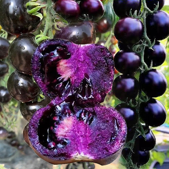 Rare Pruple Tomato Seeds No-Gmo