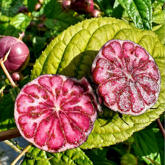 Red Fruit Ginseng Seeds-Spider Fruit
