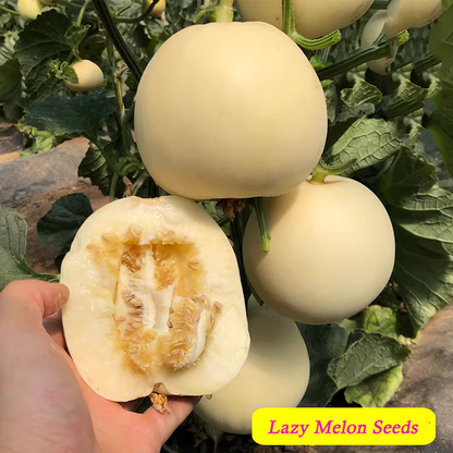 Lazy Melon Seeds