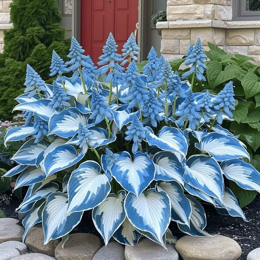 🔥 Last day clearance 🔥 Premium Rare Hosta Seeds🌿 Shade-Tolerant Plant
