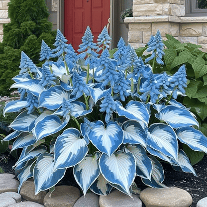 🔥 Last day clearance 🔥 Premium Rare Hosta Seeds🌿 Shade-Tolerant Plant