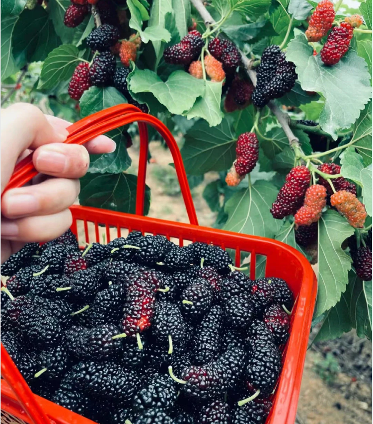 Black Mulberry Seeds