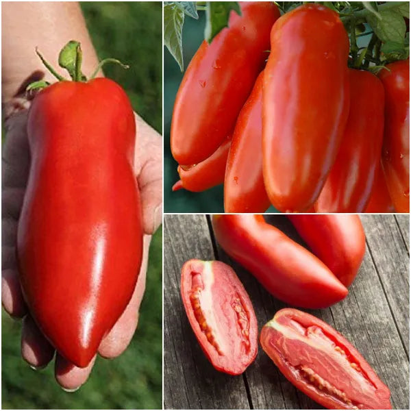 Non Gmo Tomato Red Banana Seeds