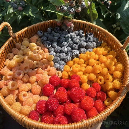 Giant Raspberry Seeds -92% Germination🌱