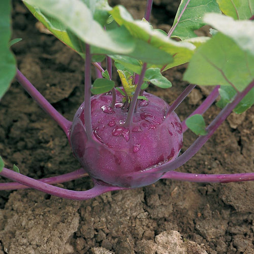 Kohlrabi Kolibri