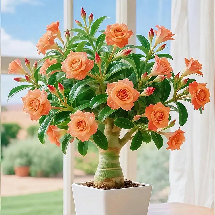 🔥Limited Sale 49% OFF!! - 🌵🌺Desert Rose Bulbs