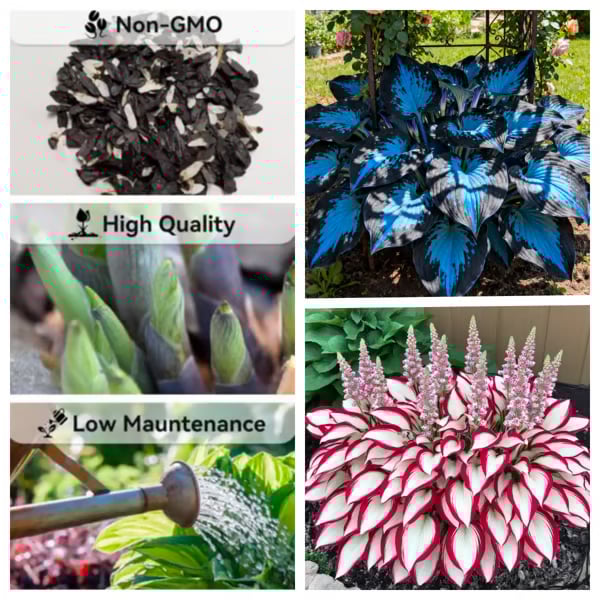 🔥 Last day clearance 🔥 Premium Rare Hosta Seeds🌿 Shade-Tolerant Plant