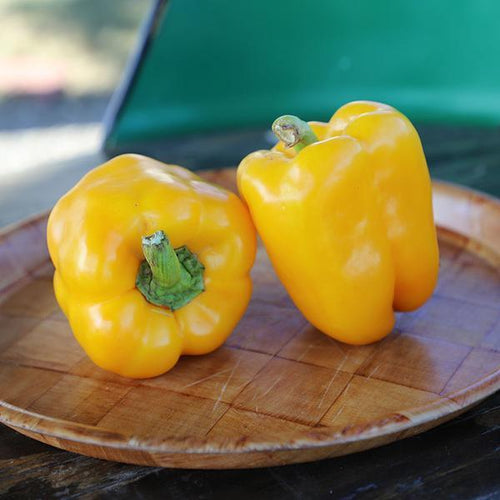 Pepper Deniro F1 Organic