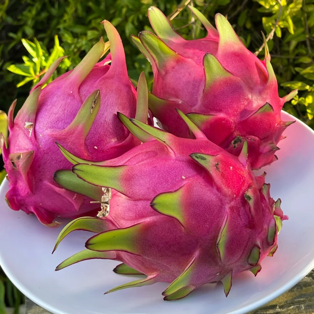 Red Heart Dragon Fruit