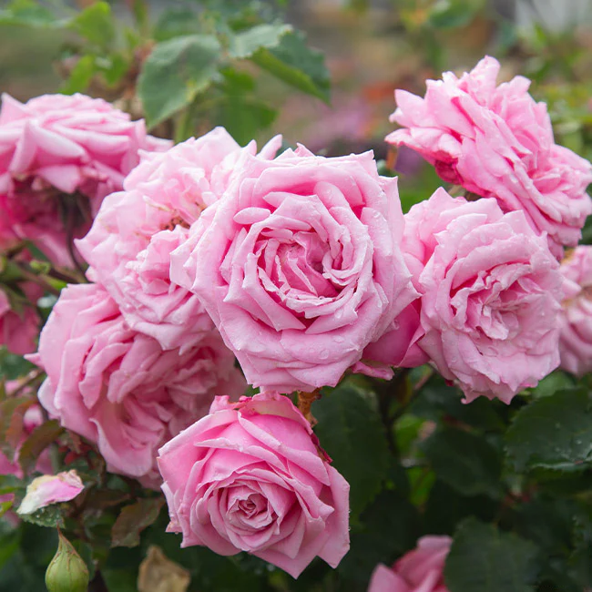 Pink Sunset Roses Seeds
