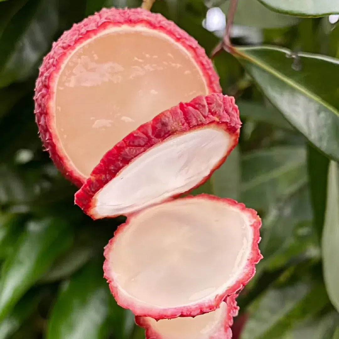 Seedless Lychee Sweetness Fruit