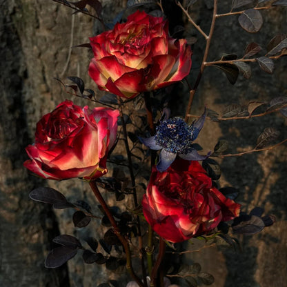 Rare Multi-color Roses-Apple Jack Seeds