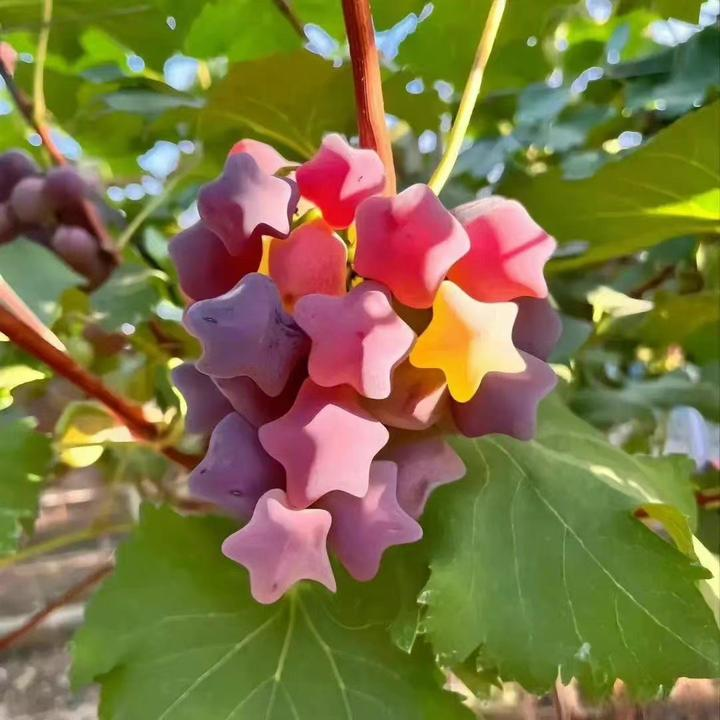 Winter Star Grape Seeds