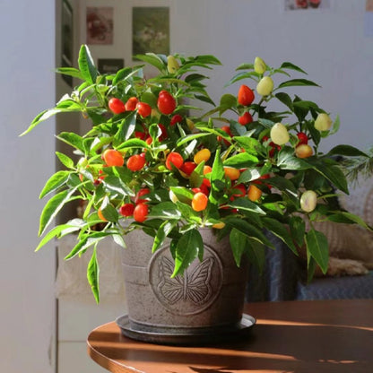Chinese Five-Color Pepper Ornamental Pepper