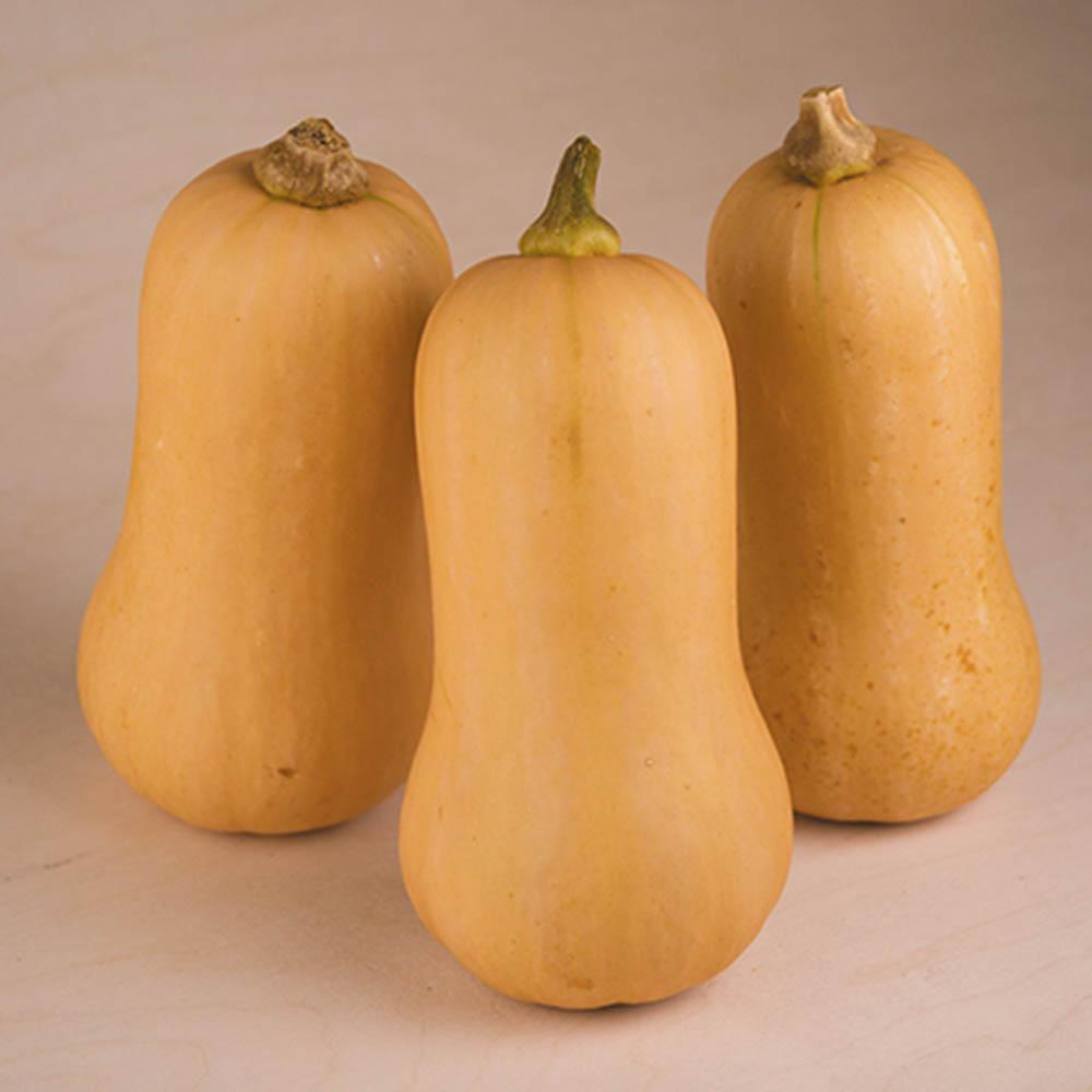 Squash Organic Seed
