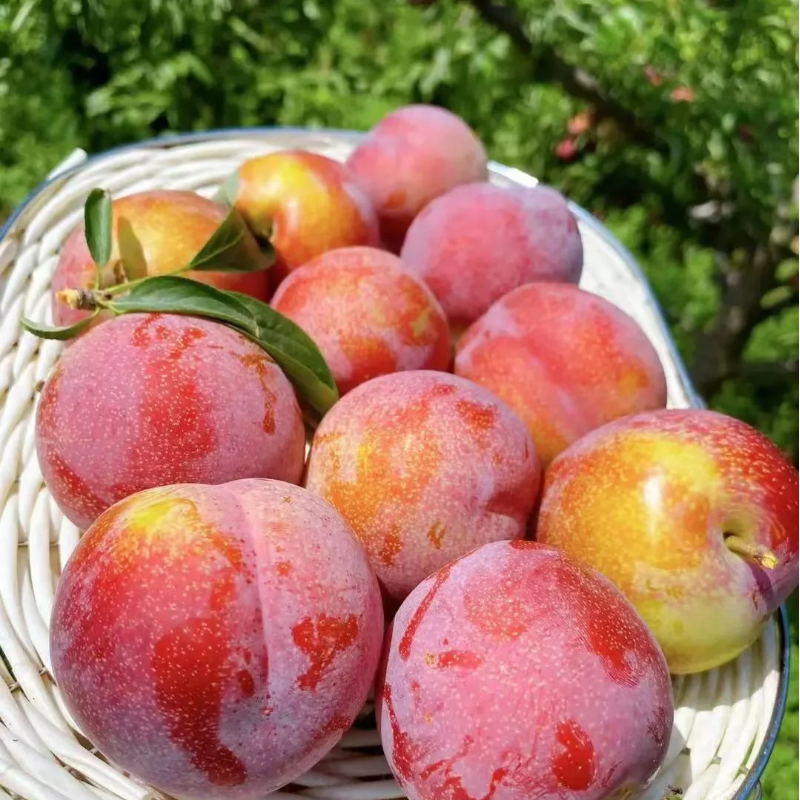 Dahongpao Plum Seeds