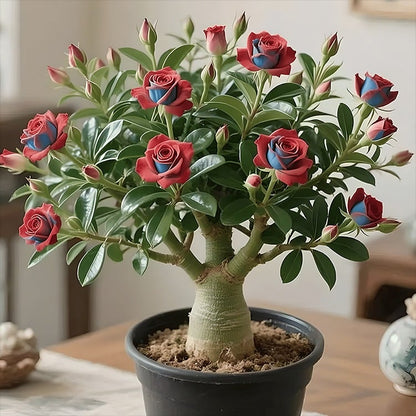 🔥Limited Sale 49% OFF!! - 🌵🌺Desert Rose Bulbs