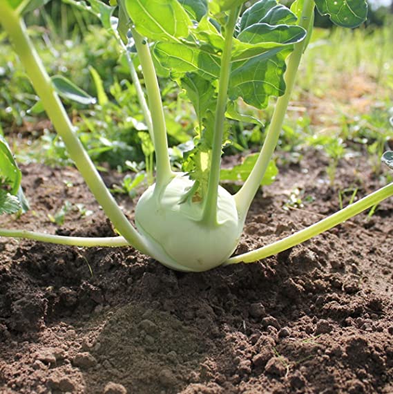 Kohlrabi Korist