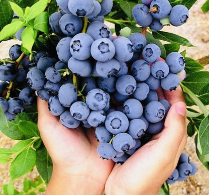 Giant Blueberry Fruit Seeds