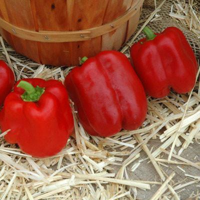 Pepper Sprinter F1 Organic