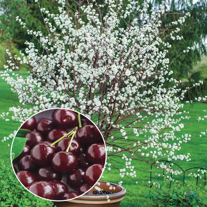 🏆75K+ SOLD! 🌳Cherry Tree Seeds – Delicious, Fresh Cherries Await!(🌿99% Germination)
