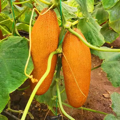 Old Cucumber Seeds