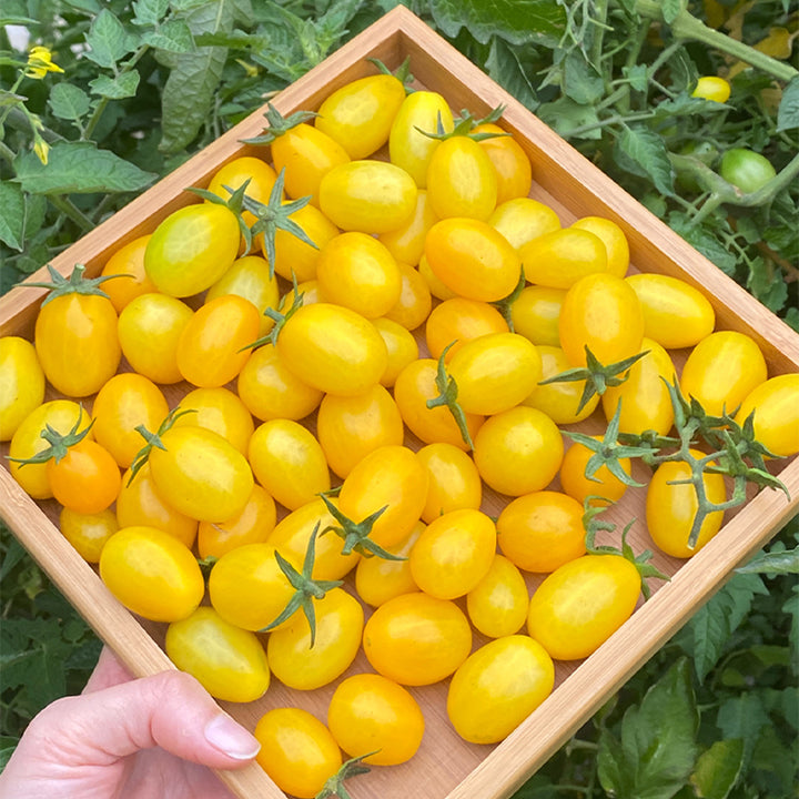 Patio Choice Yellow Cherry Tomato Seeds