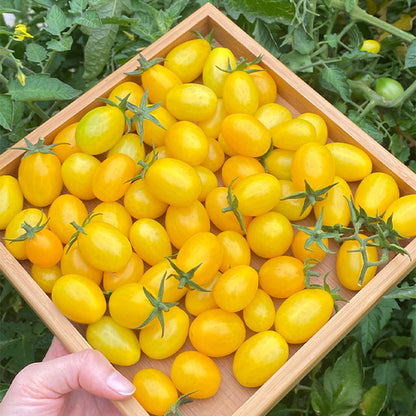 Patio Choice Yellow Cherry Tomato Seeds