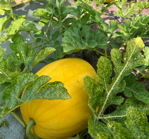 Gold In Gold Hybrid Watermelon Seeds