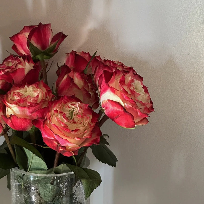 Rare Multi-color Roses-Apple Jack Seeds