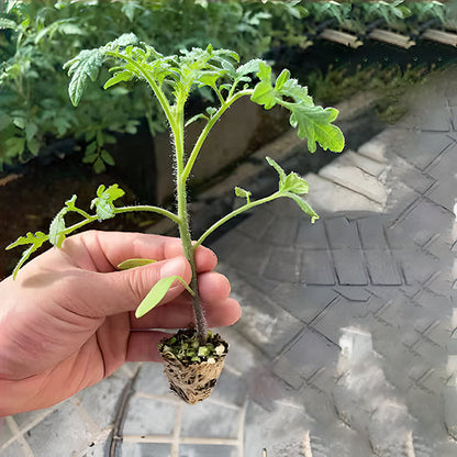 Rare Pruple Tomato Seeds No-Gmo